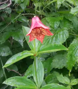 Photo of single flower Taken on Roan Mtn.