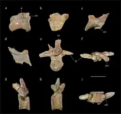 Sacral (a-c) and caudal (d-i) vertebrae