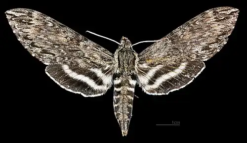 Lintneria lugens ♀