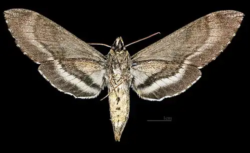 Lintneria lugens ♀ △