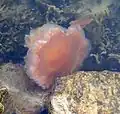 Lion's mane jellyfish expanding into star formation