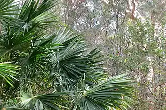 L. australis Ku-ring-gai Chase NP NSW