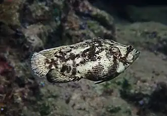 Juvenile with distinct coloration