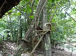 Two stems with knotted tendrils