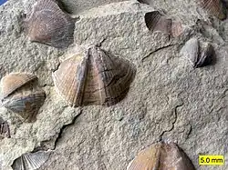 Bivalves (Aviculopecten) and brachiopods (Syringothyris) in the Logan Formation (lower Carboniferous) in Wooster, Ohio