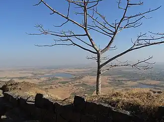 Tree stood alone on the fort