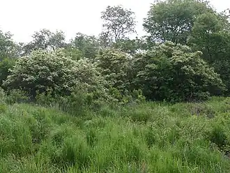 Naturalized in the US