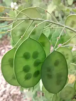 The placentae in Lunaria are along the margins of the fruit, where two carpels fuse. (This is parietal placentation in a bi-locular fruit.)