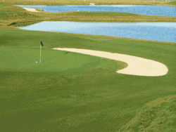 Used as golf course turfgrass