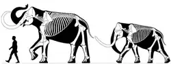 Woolly mammoths (M. primigenius), including one of the largest, the Siegsdorf mammoth (left, around 3.5 m or 11 ft 6 in tall), and a mature Siberian bull (around 2.7 m or 8 ft 10 in tall)