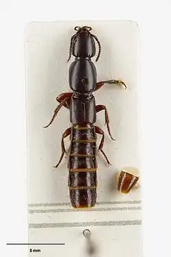 A Holotype for Maorothius pubescens (Assing, 2000), collected 20 January 1962, Waitotara, Wanganui, New Zealand.