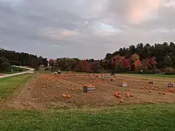 Pumpkin field