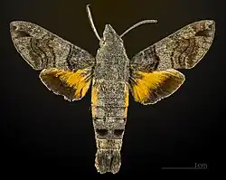 Macroglossum affictitia