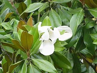 Southern magnolia foliage and flower