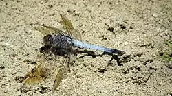 Male showing colouration near wingtips