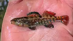 Top-down view of a male rainbow darter with bright spawning colouration, resting on a hand