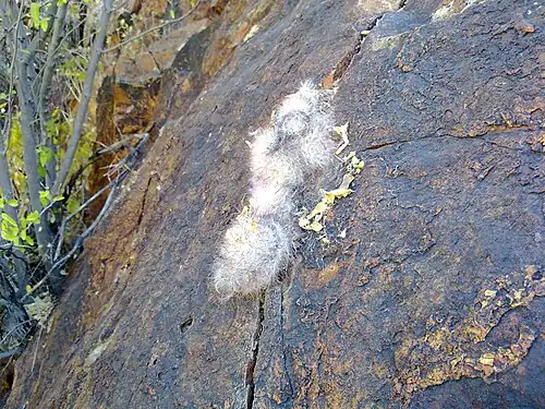 Plant growing in rock outcrop in Rio Nazas, Durango