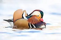 Mandarin_duck_(Aix_galericulata)