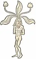 Book Buch I, chapter 276. Mandragora vir