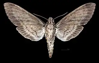 Manduca sexta jamaicensis Female ventral