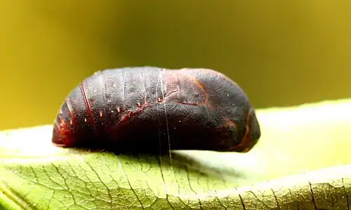 Pupa