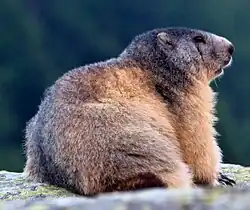 An alpine marmot at the end of summer. Note the fattened belly.