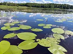 Lily pads floating on Matkusjoki River in Iisalmi, Finland
