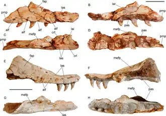 Maxilla
