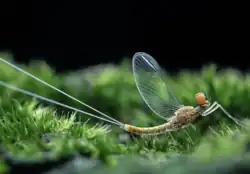 Mayfly larvae