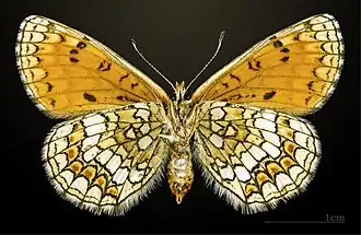 Female underside
