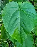 Glabrous (smooth) leaf. Dededo, Guam.