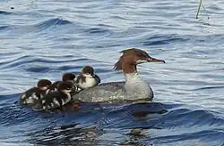Female with 4 chicks on back