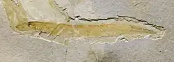 Mesomyzon (a rare example of a fossil lamprey)