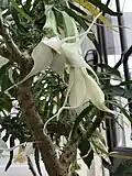 Brugmansia × candida var. 'Culebra', Kew Gardens