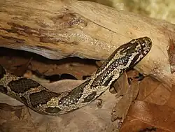 Eastern milk snake at the Binder Park Zoo in Battle Creek, Michigan