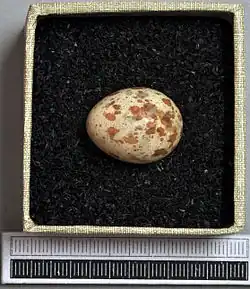 Egg, Collection Museum Wiesbaden