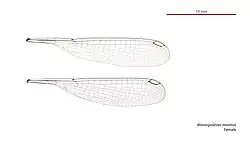 Female Miniargiolestes minimus wings