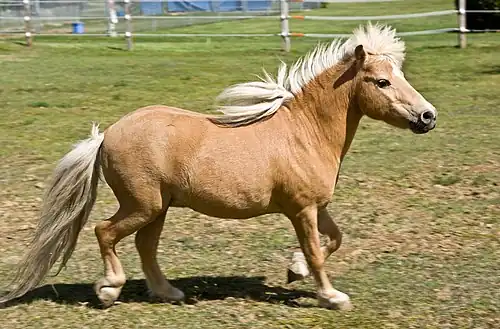 a palomino pony trotting in a field