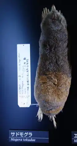 Brown and black mole