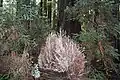 Example of an Albino Redwood tree in Montgomery Redwood State Reserve