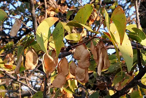Winter foliage and dry seed pods in Namibia