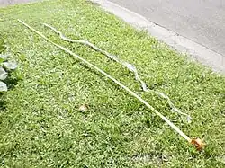 A 3.2-m-long, intact Australian scrub python skin in Australia: The snake that shed this skin would be significantly shorter than 3.2 m, as the snake's skin is folded on top of and below each scale. This causes a shed skin to be almost twice as long as the snake that shed it.