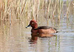 Ferruginous duck (Aythya nyroca)