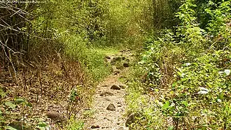 Trail with the bamboo forest ahead