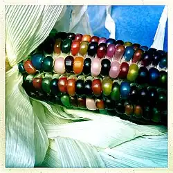 multicolored translucent corn kernels