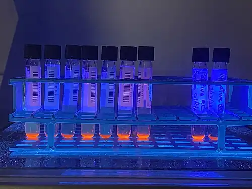 MGIT samples emitting fluorescence in ultraviolet light