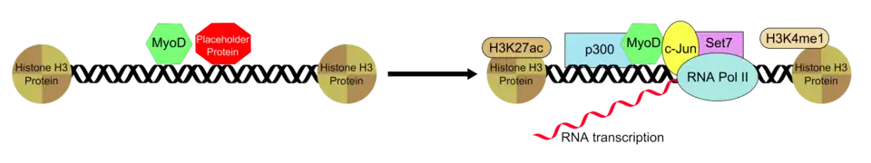 Recruitment of transcription factors by MyoD.