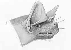 Drawing of bat head
