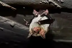 A photograph of a greater mouse-eared bat hanging upside-down. It is gray and small.