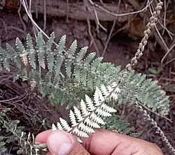 The underside of one pinnate fern frond with lobed pinnae, showing dense white hairs; in the background is the upper side of a larger frond, showing similar but sparser hairs